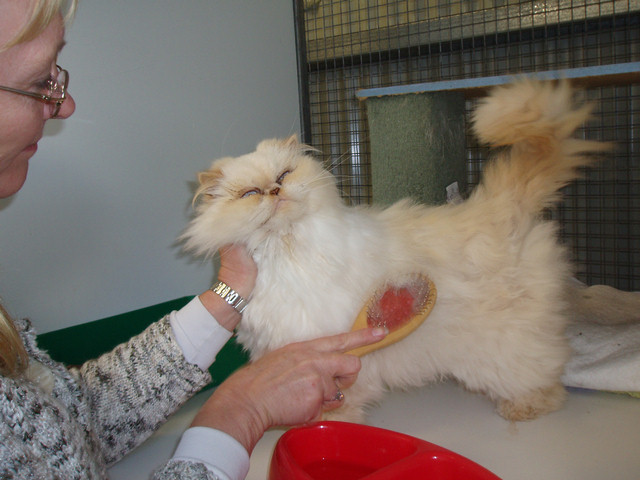 Port Stephens Cat Boarding - Cubbins Cattery